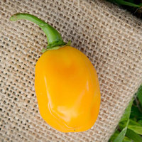 Aji Dulce Yellow Round Heirloom Pepper Premium Seed Packet + More - Thumbnail 2