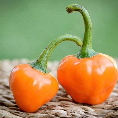 Orange glow interspecific hybrid pepper premium seed packet