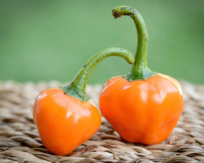 Orange Glow Interspecific Hybrid Pepper Premium Seed Packet