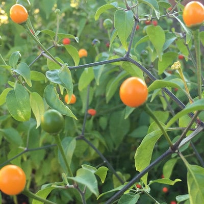 Amarillo yellow chiltepin heirloom pepper premium seed packet + more