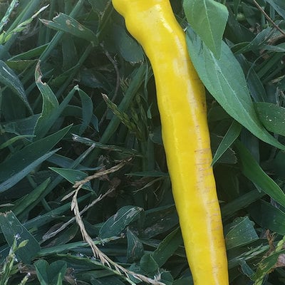 Sarit gat pepper premium seed packet