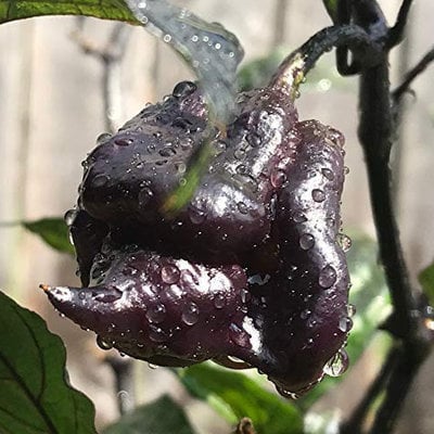 Purple carolina reaper hp22b pepper premium seed packet record hottest in the world + more