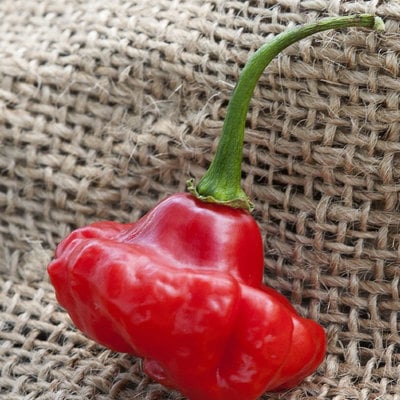 Aji dulce 2 venezuelan national pepper premium seed packet