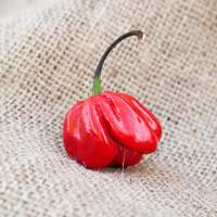 Red Savina Habanero Heirloom Pepper Premium Seed Packet - Thumbnail 2