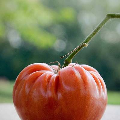 Marianna's peace heirloom tomato premium seed packet + more