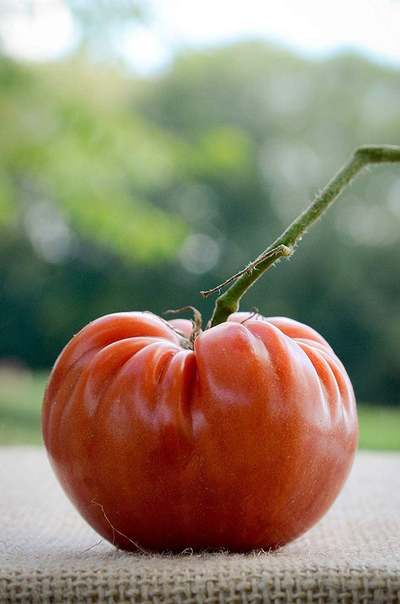 Marianna's Peace Heirloom Tomato Premium Seed Packet + More