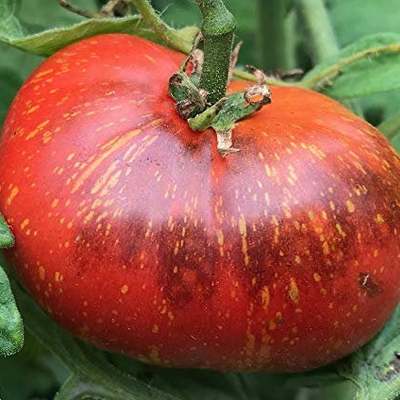 Dark galaxy heirloom tomato premium seed packet
