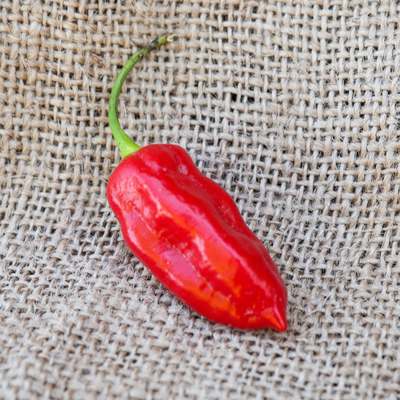 Tiger teeth hot pepper premium seed packet