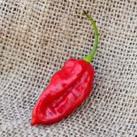 Tiger Teeth Hot Pepper Premium Seed Packet - Thumbnail 1