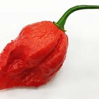 Jigsaw Pepper Premium Seed Packet - Thumbnail 1