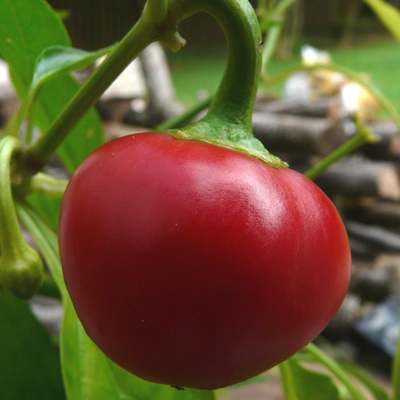 Cherry stuffer heirloom hot pepper premium seed packet