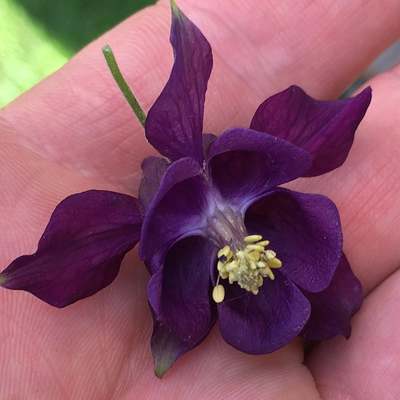 Deep purple columbine perennial premium seed packet