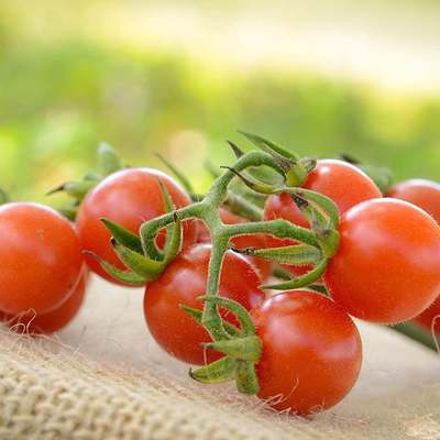 Matt's wild cherry heirloom cherry tomato premium seed packet