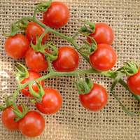 Matt's Wild Cherry Heirloom Cherry Tomato Premium Seed Packet - Thumbnail 1