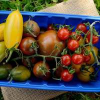 Matt's Wild Cherry Heirloom Cherry Tomato Premium Seed Packet - Thumbnail 2