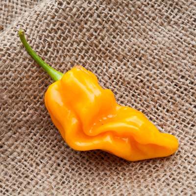 Tobago treasure heirloom pepper premium seed packet