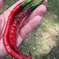 Joes Long Cayenne Heirloom Pepper Premium Seed Packet + More - Thumbnail 1