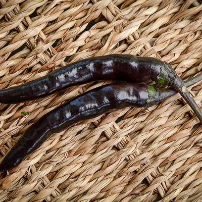 Tasmania tasmanian black hot pepper premium seed packet + more