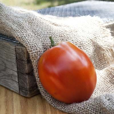 Amish paste sauce heirloom tomato premium seed packet