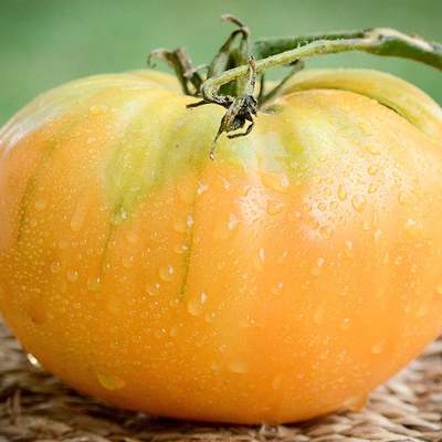 Kentucky beefsteak heirloom tomato premium seed packet