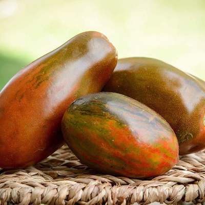 Black icicle plum heirloom sauce tomato premium seed packet