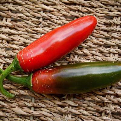 Sport pepper premium seed packet record hottest in the world + more