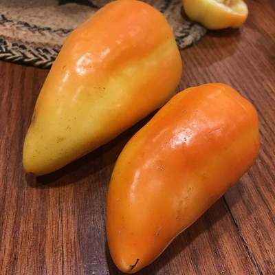 Alba regia pepper premium seed packet + more