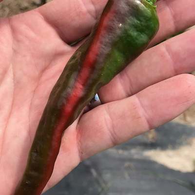 Striped maule mols ladyfinger pepper premium seed packet + more