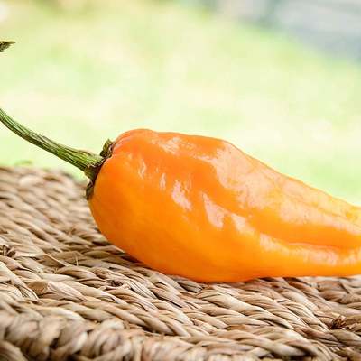 Orange pepperoncini peperoncini italian pickling heirloom pepper premium seed packet