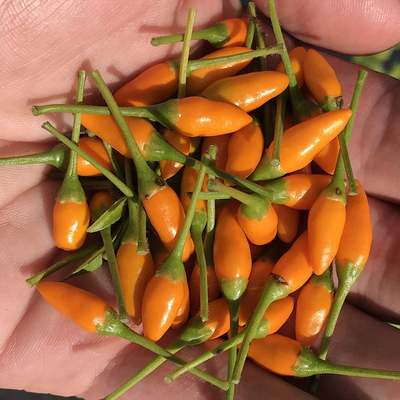 Yellow african pequin birds eye heirloom pepper premium seed packet + more