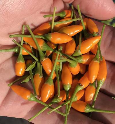 Yellow African Pequin Birds Eye Heirloom Pepper Premium Seed Packet + More