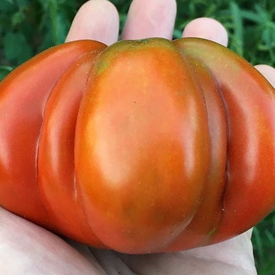 Fleur de reagir heirloom tomato premium seed packet