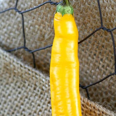 Andean aji capsicum baccatum gold heirloom pepper premium seed packet