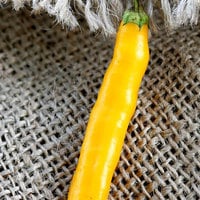 Andean Aji Capsicum Baccatum Gold Heirloom Pepper Premium Seed Packet - Thumbnail 1