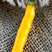 Andean Aji Capsicum Baccatum Gold Heirloom Pepper Premium Seed Packet - Thumbnail 2