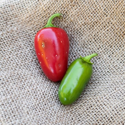 Huge jalmundo jalapeno pepper premium seed packet  perfect for poppers