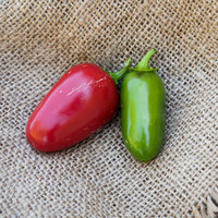 Huge Jalmundo Jalapeno Pepper Premium Seed Packet  Perfect for poppers - Thumbnail 1