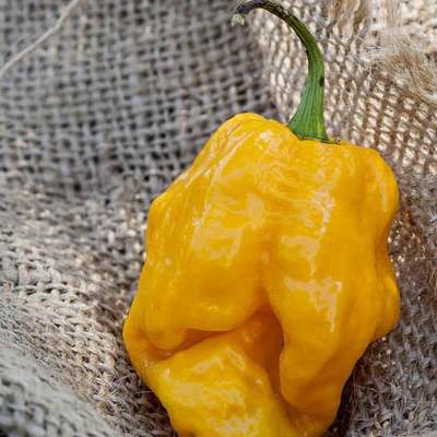 Golden habanero heirloom pepper premium seed packet