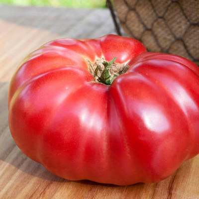 Mortgage lifter heirloom beefsteak tomato premium seed packet