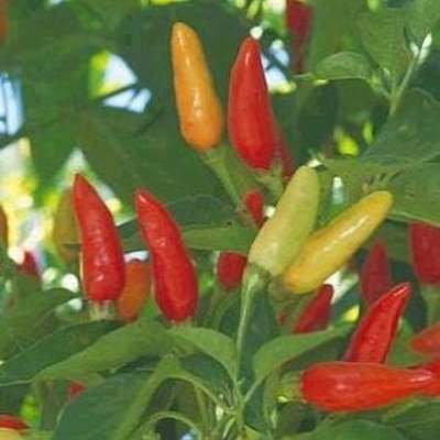 Tabasco heirloom hot pepper premium seed packet
