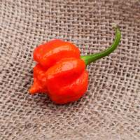 Trinidad Scorpion Moruga Blend Heirloom Pepper Premium Seed Packet  Hottest Pepper in the World - Thumbnail 1