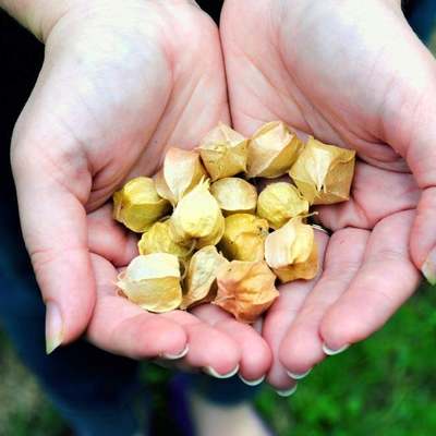 Aunt molly's ground cherry cape gooseberry strawberry tomato premium seed packet