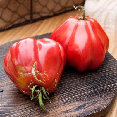 Zapotec pleated heirloom tomato premium seed packet