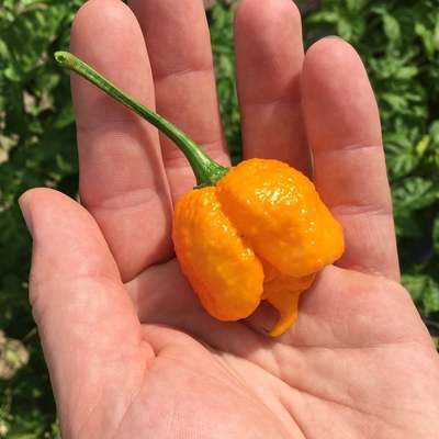 Yellow brain strain pepper premium seed packet
