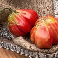Zapotec Pleated Heirloom Tomato Premium Seed Packet - Thumbnail 2