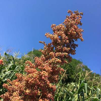 Redhead quinoa premium seed packet