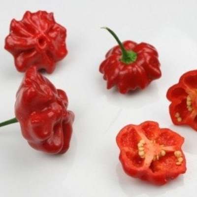 Aji brazilian starfish hot pepper premium seed packet