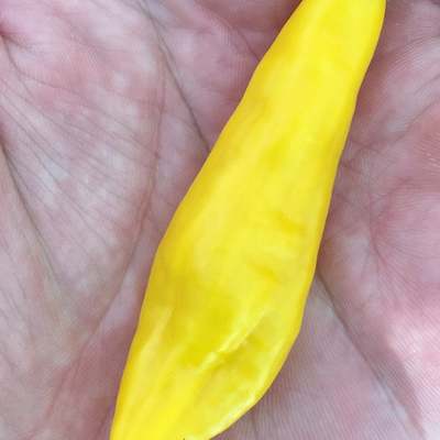 Aji lemon drop limon kellu uchu chile heirloom pepper premium seed packet