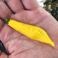 Aji Lemon Drop Limon Kellu Uchu Chile Heirloom Pepper Premium Seed Packet - Thumbnail 1