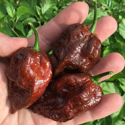 Kraken scorpion pepper premium seed packet